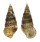 CERITHIIDAE CERITHIUM TRAILLII shell