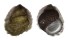 CHILODONTAIDAE HERPETOPOMA ATRATUM shell