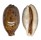 CYPRAEIDAE LYNCINA LYNX VANELLI shell