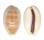 CYPRAEIDAE LYNCINA LEVIATHAN TITAN shell