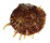 SPONDYLIDAE SPONDYLUS OCELLATUS shell