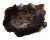 GRYPHAEIDAE PYCNODONTE TANIGUCHII shell