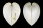 CARDIIDAE LUNULICARDIA HEMICARDIUM shell