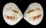 VENERIDAE CIRCE SCRIPTA shell