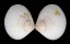 VENERIDAE CIRCE SCRIPTA shell