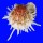 SPONDYLIDAE SPONDYLUS VARIEGATUS shell
