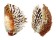 CHAMIDAE CHAMA  DUNKERI shell