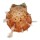 SPONDYLIDAE SPONDYLUS NUX shell