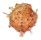 SPONDYLIDAE SPONDYLUS NUX shell