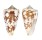 CONIDAE CONUS AMMIRALIS shell