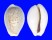 CYPRAEIDAE EROSARIA BOIVINI CUATONI shell
