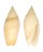 OLIVIDAE OLIVA POPPEI shell