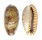 CYPRAEIDAE ERRONEA CAURICA CAURICA shell