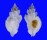 MURICIDAE DERMOMUREX NEGLECTA shell