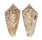 CONIDAE CONUS PROXIMUS CEBUENSIS shell