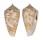 CONIDAE CONUS PROXIMUS CEBUENSIS shell