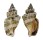 STROMBIDAE STROMBUS LABIATUS shell