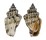 STROMBIDAE STROMBUS LABIATUS shell