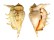 STROMBIDAE LAMBIS LAMBIS shell