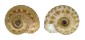 SOLARIELLIDAE MICROGAZA GOTOI shell