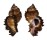 MURICIDAE CHICOREUS LACINIATUS shell