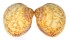 CARDIIDAE FULVIA BOHOLENSIS shell