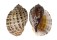 HARPIDAE HARPA ARTICULARIS shell
