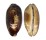 CYPRAEIDAE CHELYCYPRAEA TESTUDINARIA shell