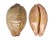 CYPRAEIDAE LEPOCYPRAEA MAPPA PANERYTHRA shell
