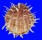 SPONDYLIDAE SPONDYLUS VARIEGATUS shell