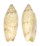 OLIVIDAE OLIVA SEMMELINKI shell