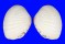 VENERIDAE GAFRARIUM PECTINATUM shell