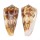 CONIDAE CONUS MOLUCCENSIS shell