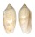 OLIVIDAE OLIVA FLAMMULATA shell