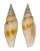 MITRIDAE DOMIPORTA RUFILIRATA shell