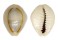 CYPRAEIDAE MONETARIA ANNULUS shell