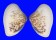 HEMIDONACIDAE HEMIDONAX DONACIFORMIS shell