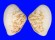 HEMIDONACIDAE HEMIDONAX DONACIFORMIS shell