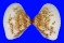 HEMIDONACIDAE HEMIDONAX DONACIFORMIS shell