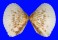 HEMIDONACIDAE HEMIDONAX DONACIFORMIS shell