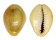 CYPRAEIDAE MONETARIA ANNULUS shell