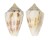 CONIDAE CONUS WENDROSI shell