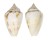 CONIDAE CONUS WENDROSI shell