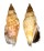 STROMBIDAE STROMBUS DENTATUS shell