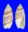 OLIVIDAE OLIVELLA NIVEA shell