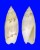 OLIVIDAE OLIVELLA NIVEA shell