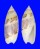 OLIVIDAE OLIVELLA NIVEA shell