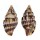 MITRIDAE VEXILLUM DERMESTINUM shell