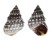 LITTORINIDAE LITTORINA TUBERCULATA shell
