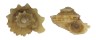 LIOTIIDAE ARENE CRUENTATA shell